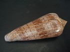 Rarely Seen Beauty   conus Gloriamaris W o 122 7mm philippine Seashell