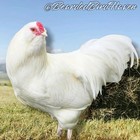 Ermine Ameraucana Hatching Eggs X6   npip Certified  Ai pt Clean 