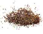 1000  Culantro Seeds    Recao   Ng   Gai Non-gmo Eryngium Foetidum Tropical Herb