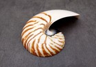 Polished Natural Nautilus Right Cut Single Half  1 Half Shell Approx  6  Inches 