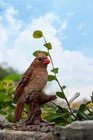 Cardinal On Stump Male female couple Garden Bird Statue Resin Home Decor