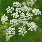 Caraway Seeds  Herb  Non-gmo  Garden Planting  Variety Sizes  Free Shipping