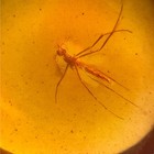 Strange Antenna Diptera In Burmese   Burmite Amber Fossil   100  Genuine Amber 