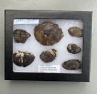 Glass Display Riker Box With Fossil Blu Crab Carapace  Galveston Texas