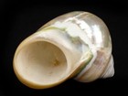 Natural Pearl Polished Turbo Imperialis Large  1143-p-pl-l  L31