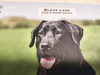 Black Lab Lovers   2025 6x7 75  Spiral-bound Weekly Engagement Planner Calendar