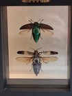 Framed Jewel Beetle Entomology 2 Side  Chryosochroa   Sternocera Display  Intact