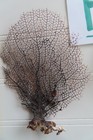 2 - Natural Sea Fan - Coral - Sea Whip - Free Shipping 5 X 4  4 X 5 Inches