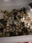 70 10free Quail Hatching Eggs Jumbo Coturnix Mixed All Colors Shipping Included