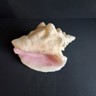 Queen Conch Shell 2 Lb 15 Oz   Coastal Nautical Decor   Natural Shell  4