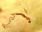 Mosquito Laying Eggs     99myo Rare Burmite Amber Fossil Bug Dinosaur Age