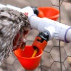 20pcs Plastic Poultry Water Drinking Cups Chicken Hen Quail Automatic Drinker