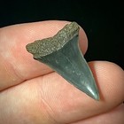 Lesser White Shark Tooth  carcharodon Hastalis  1 02  Real Fossil Shark Teeth