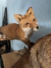 Red Fox Full Body Standing Mount Woodland Setting