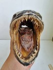 Real Rare Giant Snakehead Fish Paint Skull Taxidermy Mount Skeleton Collection 2