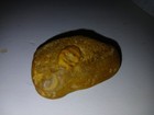 Star Moon Fossil Rock Rare