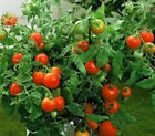 Masterblend 4-18-38 Hydroponic Fertilizer 3 Part Kit   24 95- 72 95 Ships Free