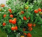 Masterblend 4-18-38 Hydroponic Fertilizer Bulk  Kit   24 95- 180 95 Ships Free