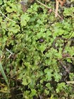 Live Liverworts Healthy Perennial-terrarium Fairy Garden Decor 
