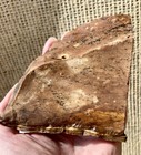 1 2 Lb Biggs Picture Jasper Lapidary Rough Cut From Biggs  Oregon