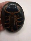 Cool Vtg Lrg Scorpion    Western Domed Lucite Buckle Looks Handmade Unbranded 
