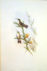 John Gould Dumeril s Amazili Hummingbirds Vintage Art Print Book Plate 304