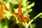 10 2 Orange Sunkist Shrimp - Freshwater Neocaridina Aquarium 100  Live Guarantee
