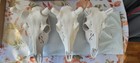 Whitetail Deer European Mount Skull