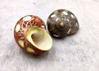 Spotted Turbo Seashells Turbo Petholatus  2 Shells Approx  2  Inches 