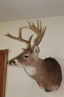 Wide Whitetail Deer Head Shoulder Mount Taxidermy Cape Shed Antler Mule