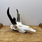 Antelope Skull  beetle Cleaned   Degreased 