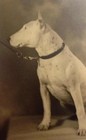 Vintage Photo 1970s Photo Of Bull Terrier Dog Competition V18