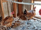 8 Purebred Naked Neck Turken Chicken Fertile Hatching Eggs