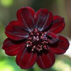 100 Rare Chocolate Cosmos Seeds Cosmos Bipinnatus Calliopsis S036