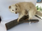 Rare Vintage Albino Raccoon Taxidermy Full Body Mount 21    X 13    Oddities