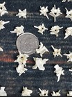 100 Real Rattlesnake Vertebrae Vertebrea Bone Gothic Art Craft Supply Jewelry