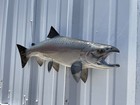 24  King Salmon Two Sided Fish Mount Replica - Quick Production