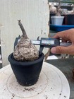 Tortoise Shell Firmiana Caudex Bonsai Plant 07 