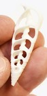 24 Center Cut White Cerithium Shells 1 1 2 - 2   Coastal Arts Crafts Bech Decor