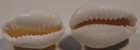 Cypraea Annulus 2 Specimens 19   21mm No Data