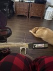 Antique 1900 Medio Violin Made In France Old Country Case