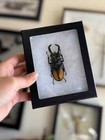 Framed Bugs And Beetles  Spread Insects In Riker Mount Frames