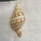 Banded Tulip Sea Shell Beautiful Found In The Deep Water   Gulf Of America 96mm