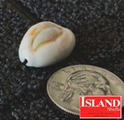 Cypraea Obvelata  2  20 7mm Gem  Gorgeous Blue-eyed Beauty From Tahiti