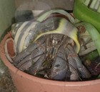 Land Hermit Crab Food treat 25 1 2x2