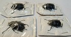 4 Megasoma Punctulatus Punctulatum Male 25mm-29mm Arizona Rhino Beetle Insects