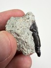 Rare 1 16    Rooted Spicomellus Tooth On Matrix - El Mers Iii Formation  Morocco