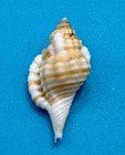 Monoplex Krebsii     Krebs Triton     Dry Tortugas     31 1 Mm