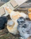 6  Silkie  Calico Splash calico Paint Project Pen Hatching Eggs Npip ai