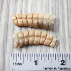 2 Rattlesnake Rattles   805n    Taxidermy Diamondback Sidewinder